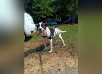lieber Pointer Mischling Merlin sucht ein Zuhause oder Pflegestelle