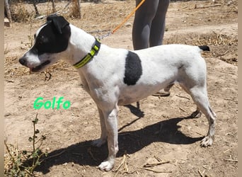 Golfo 05/2019 (ESP) - verspielter, neugieriger und sozialer Ratonero Bodeguero Andaluz!