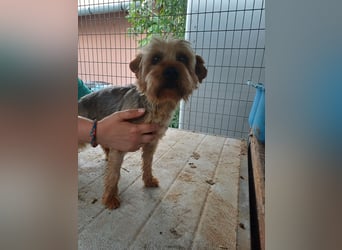 Lili, sehr lieber und ruhige Yorkie Dame, geb. 09/2019