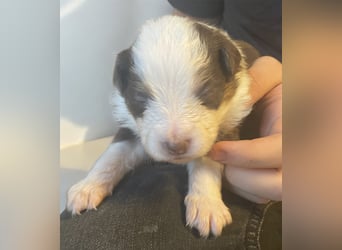 Mini American Shepherd / Mini Aussie