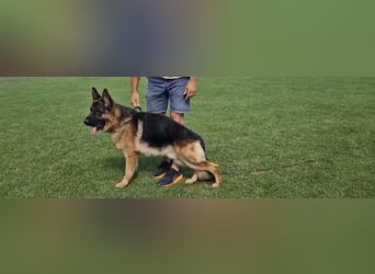 Deckrüde Reinrassiger Deutscher Schäferhund mit Papiere
