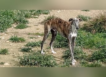 MORANTE-scheuer "Prinz" sucht liebevolles Zuhause