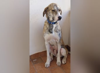 Tigro: bildschöner Hundebub
