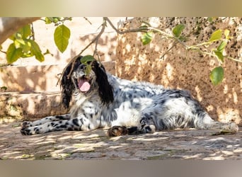 Jumel ist Liebenswürdigkeit in Hundegestalt