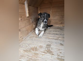 Flint - Hundeflüsterer gesucht