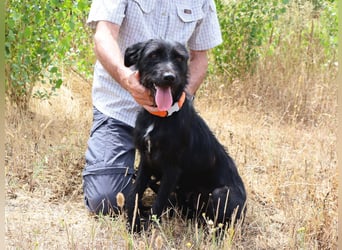 Costa, Mix Schnauzer / Podengo, lieb und sozial
