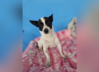 MINNIE ❤️ fröhliche mini Fee