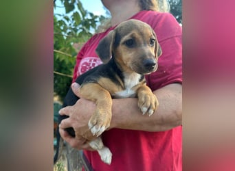 Patricia, geboren 10.04.2025, 22cm sucht ihr Zuhause