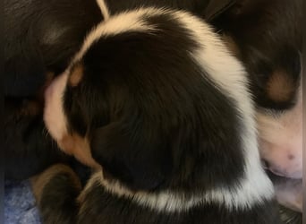 Wunderschöne Swissydog-Welpen mit Papieren - THERAPIEBEGLEITHUNDGEEIGNET