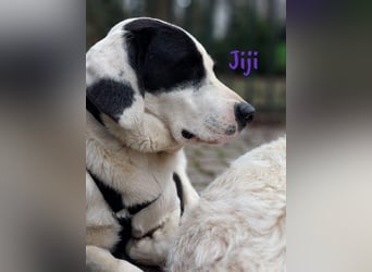 Jiji 07/2023 (in Deutschland) - sanfte und soziale, wundervolle Junghündin!