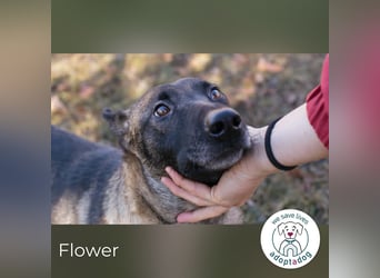 Flower-  Liebevolle Malinois-Mix-Hündin sucht ein geborgenes Zuhause