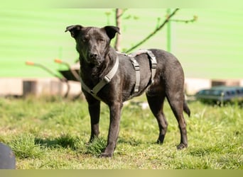 Jack freundlicher schlauer Black Beauty