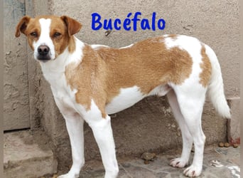 Bucéfalo 12/2022 (ESP) - zärtlicher und lieber, kleiner Bodeguero-Mischling!