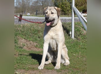 Atilla - Zuhause gesucht