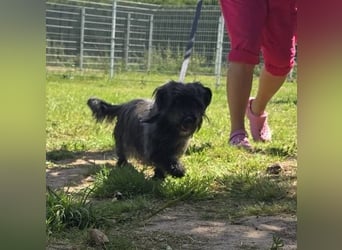 Senior Lenny sucht Zuhause oder Pflegestelle