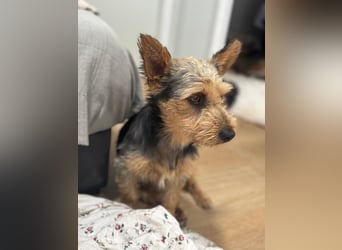 Terry, sucht seine Menschen