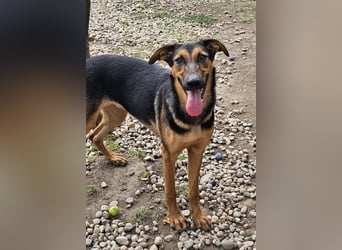 Dina sucht ein Zuhause!