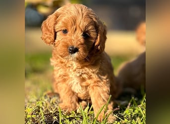 Exklusive Maltipoo Welpen im Red Apricot in Liebevolle Hände abzugeben Malteser/Pudel