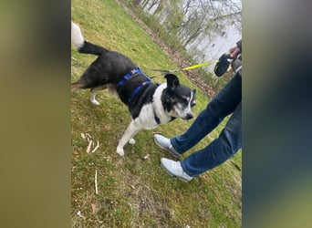 Finn - absoluter Herzenhund