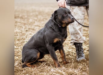 Paul, Rottweiler Mischlingsrüde wünscht sich eine Familie