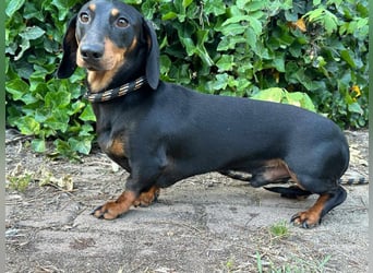 Gerry, geboren 02.09.2023, 24cm sucht sein Körbchen