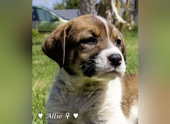 Allie, Adam und Ajax suchen ein Zuhause