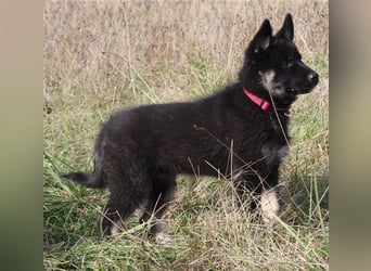 Eurasier - A. Malamute Nord-Hybrid Welpe:  Hündin, Name: Akota