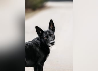 Wunderbarer Charly sucht seine Familie
