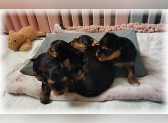 wunderschöne kleine dunkelbleibende Yorkiewelpen  Yorkshireterrier mit Papieren