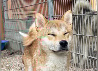 Kuso