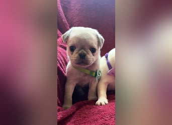 Mops Welpen ( noch 2 Rüde)