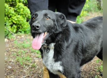 Gerald - hat ein gutes Hundeherz