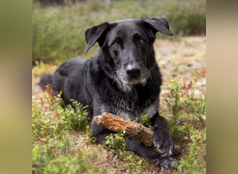 Bubi Balou - treu, intelligent und gut erzogen - Tierhilfe Franken e.V.