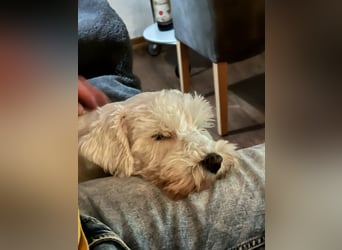Weiße Zwergschnauzer Welpen nicht haarend reinrassig