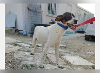 Dante (TO) Ein wundervoller kleiner Hund zum knutschen