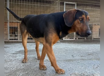 Levi ❤️ Bracke-Mix, verspielt+ aufgeschlossen