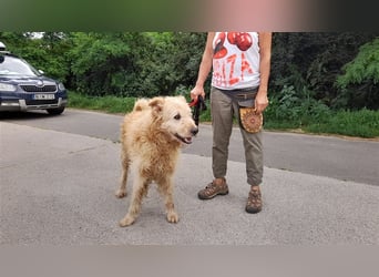 Messi, ein Hund mit viel Potential
