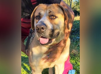 Notfell-Hündin ♥Honey♥ sucht dringend ihre emphatische PS/ES