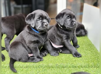 Edle Labrador Welpen (Schwarz/Foxred/Creme) mit Ahnentafel, Nachkommen von Champions