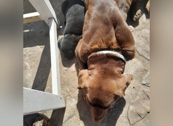 Reinrassige Labradorwelpen
