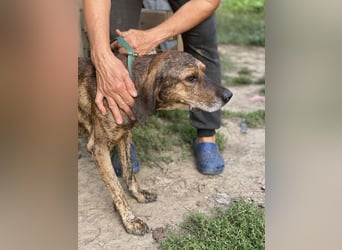 Ursus - Bewerbung als Lieblingshund