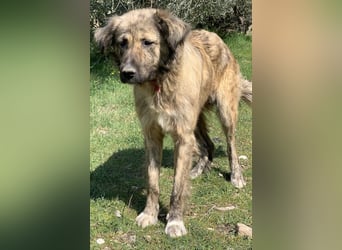 Nandi, geb. ca. 03/2020, lebt in GRIECHENLAND, städt. Tierheim Serres