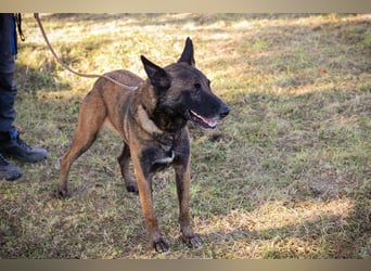 Leon: Malinois-Fans aufgepasst!