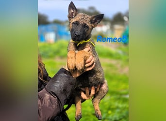 Romeo5 11/2024 (ESP) - aktiver Malinois-Schäferhund-Mix Welpe!