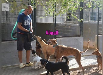 Alma6 geb. 05/2023 (ESP) - freundliche und verschmuste, zierliche Galga!