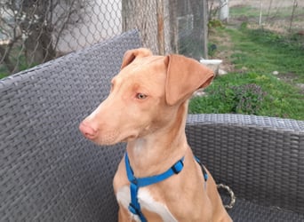 Pharaonenhund Fahid
