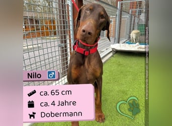 Nilo