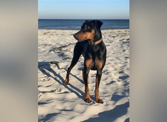 Miro - Deutscher Pinscher Rüde, 7 Jahre