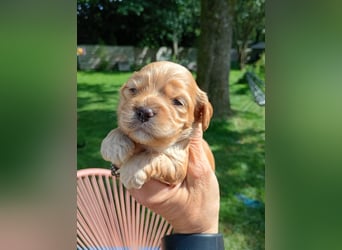 Cockapoo. F1 American Wurfankündigung Juli 2025