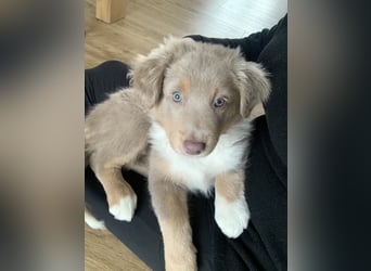 Reinrassige Australian Sheperd Welpen